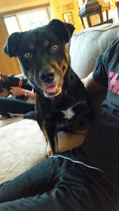 Meet your Posher, Dana